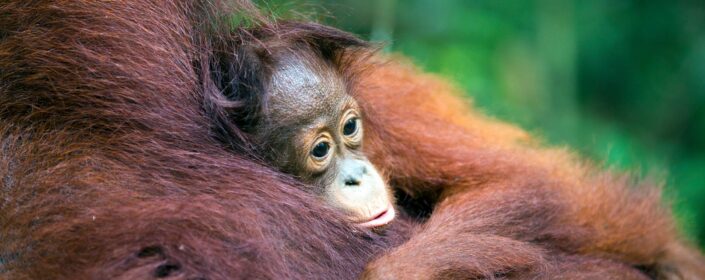 Your Loyal Customers, Endangered Species