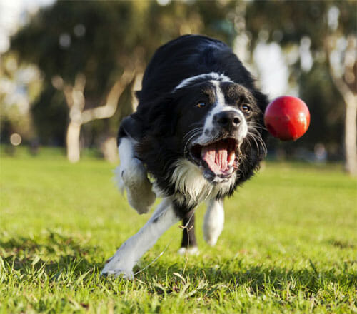 Fetch, Google, Fetch - Good Boy! (Google's Fetch and 