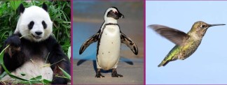 Panda, Penguin, Hummingbird