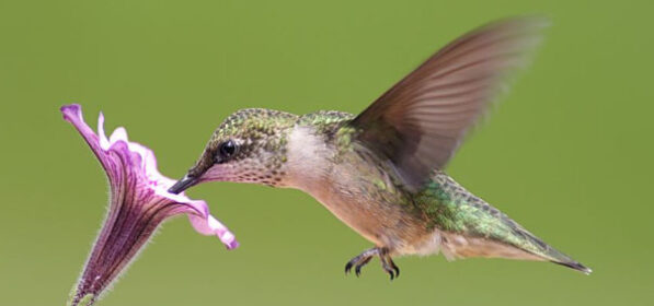 Small Businesses, Google Has a Hummingbird, and It’s Kind of a Big Deal!
