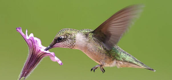 googlehasahummingbird