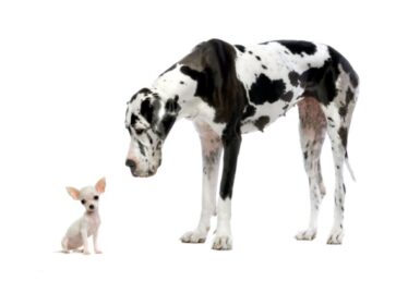 Email Subject Lines: Does Size Matter?